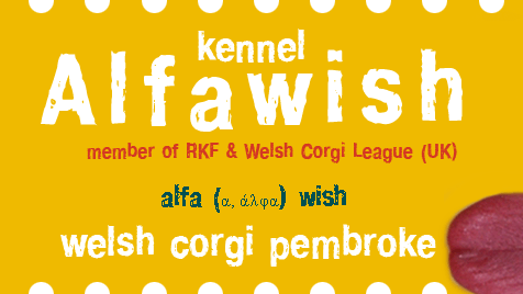 Welsh corgi pembroke Kennel ALFAWISH