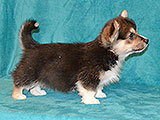 welsh corgi pembroke puppy tricolor male ALFAWISH FIRST KNIGHT