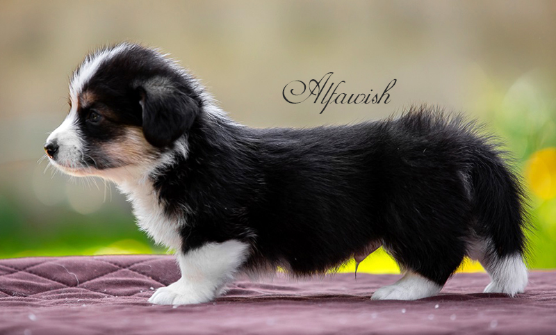 Welsh corgi pembroke puppy Alfawish SEVERUS BLACK PRINCE
