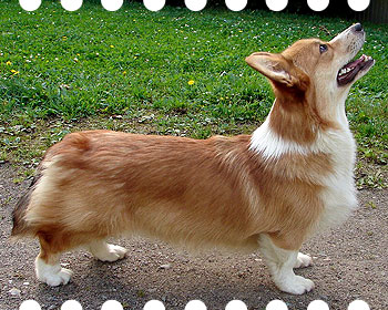 welsh corgi pembroke Haywires You Will Know