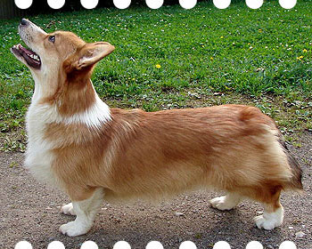 Welsh corgi pembroke Haywires You Will Know
